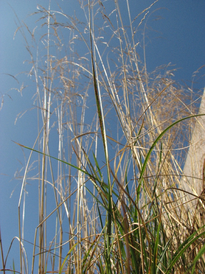 Deschampsia cespitosa Ruwe Smele