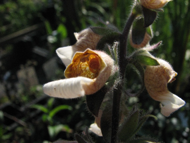 Digitalis lanata vingerhoedskruid