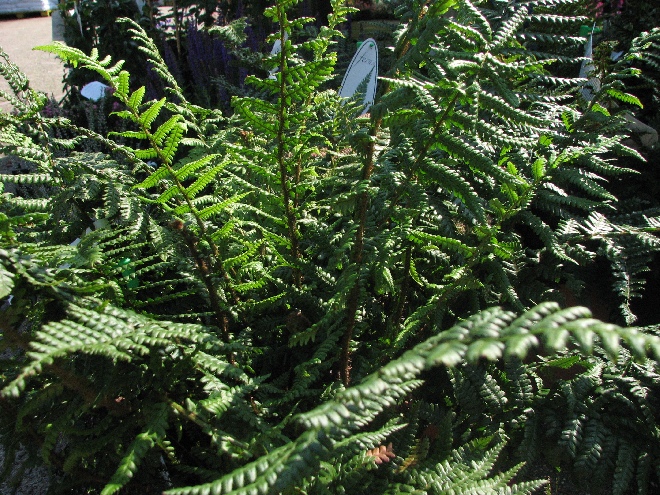 Dryopteris affinis goudschubbenvaren