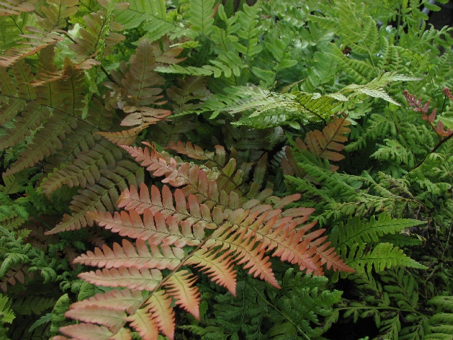 Dryopteris erythrosora Herfstvaren