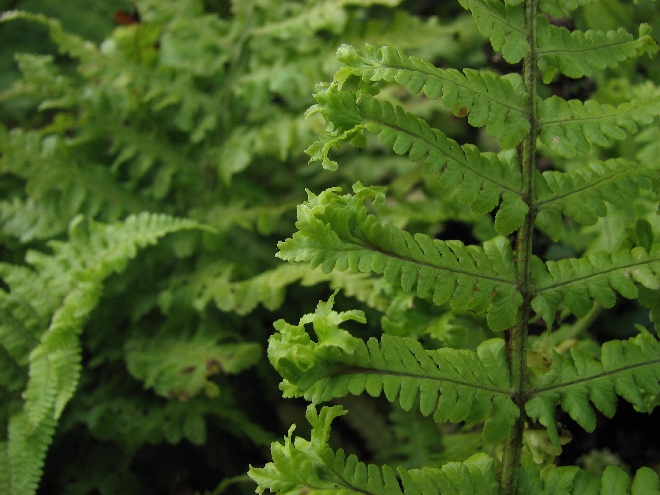 Dryopteris filix-mas 'Crispa Cristata' gekrulde schildvaren