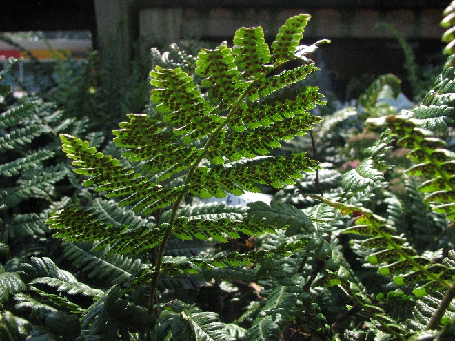 Dryopteris lepidopoda 