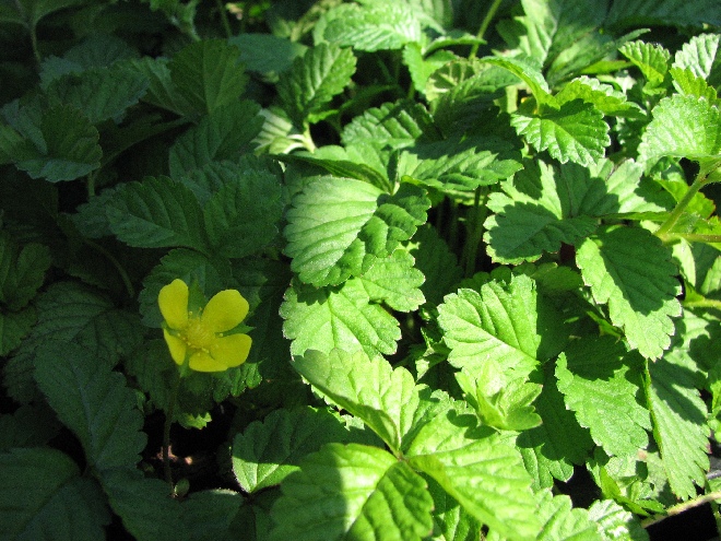Duchesnea indica Indische aardbei
