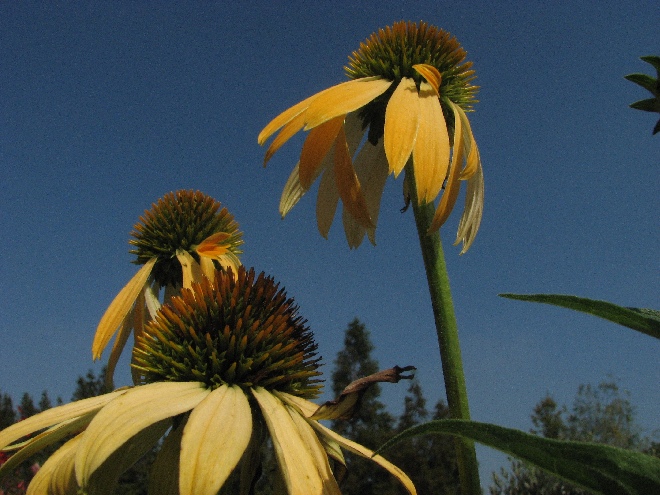 Echinacea 'Harvest Moon'  Zonnehoed