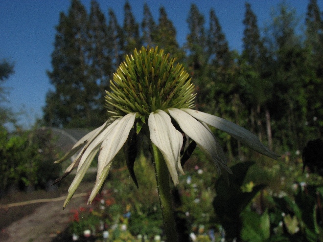 Echinacea purpurea 'Kim's Mop Head' Zonnehoed