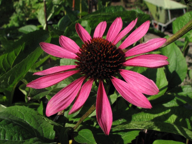 Echinacea purpurea 'The King' Zonnehoed
