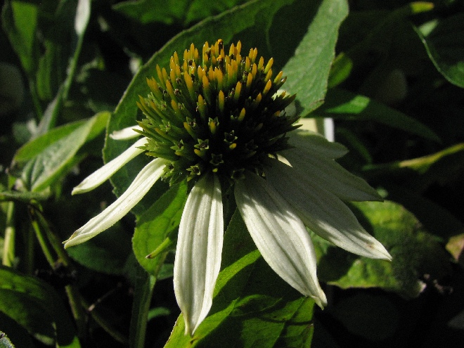 Echinacea purpurea 'White Swan' Zonnehoed
