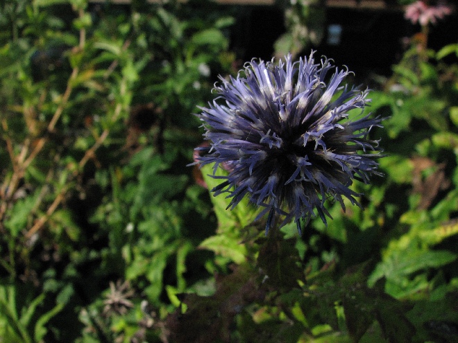 Echinops bannaticus Kogeldistel