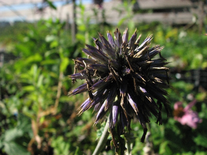 Echinops bannaticus 'Blue Globe' Kogeldistel