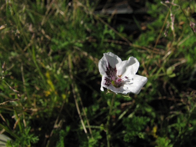 Erodium guttatum Reigersbek
