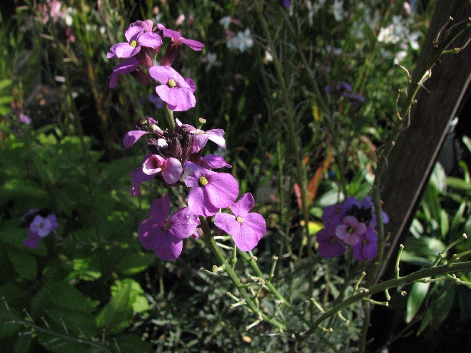 Erysimum 'Bowles' Mauve' Steenraket Muurbloem