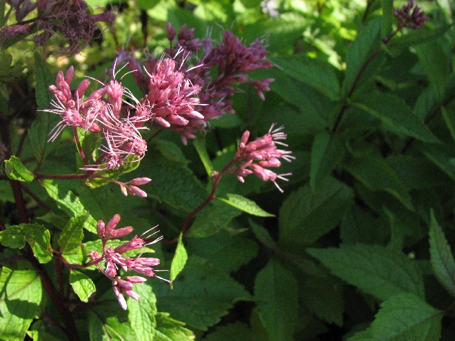 Eupatorium maculatum 'Purple Bush' Leverkruid