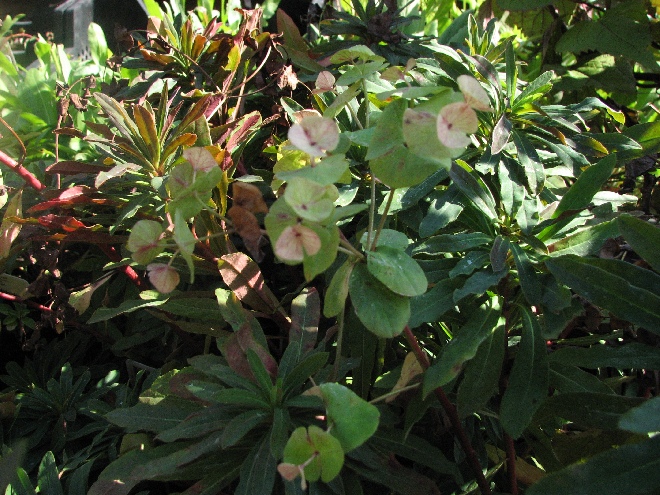 Euphorbia 'Nothowlee' (Blackbird) Wolfsmelk