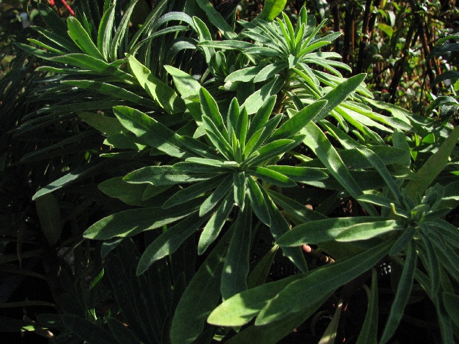 Euphorbia characias subsp. wulfenii Wolfsmelk