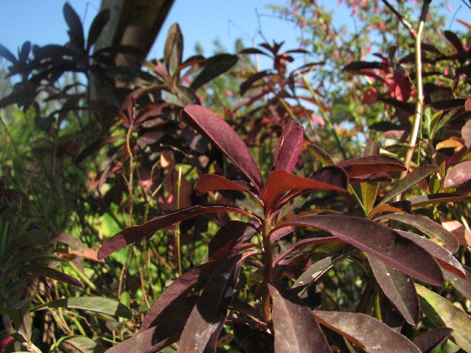 Euphorbia dulcis 'Chameleon' Wolfsmelk