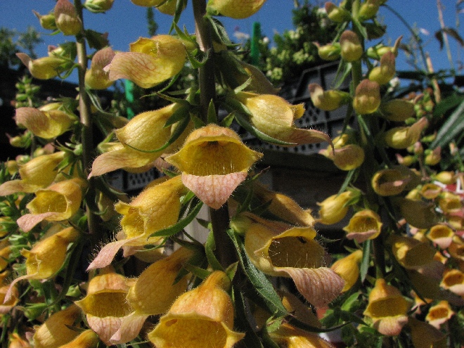 Digitalis 'Spice Island' Vingerhoedskruid