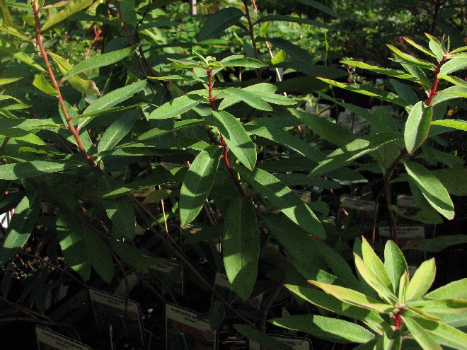 Euphorbia griffithii 'Dixter' Wolfsmelk