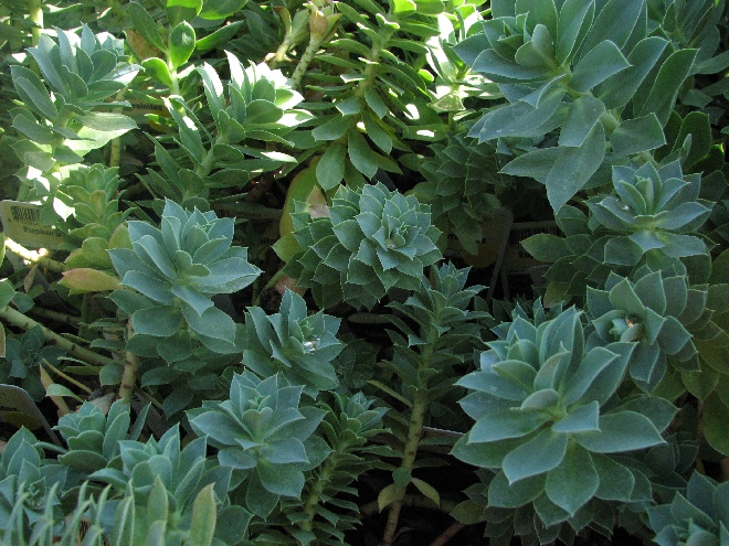 Euphorbia myrsinites Wolfsmelk