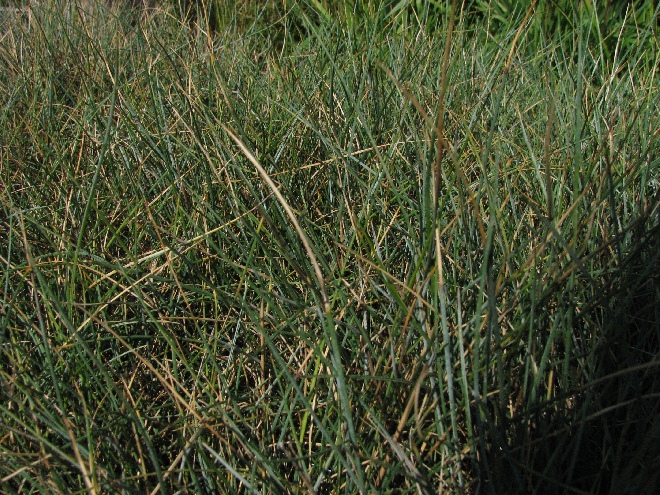 Festuca glauca Blauw Schapengras, Zwenkgras.
