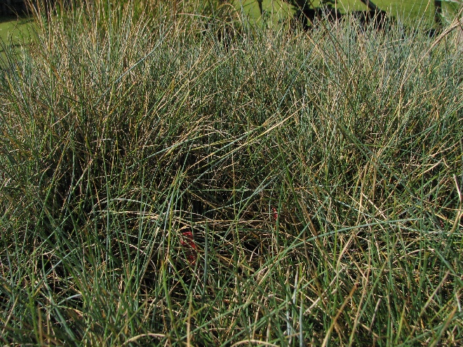 Festuca glauca 'Blaufuchs' Blauw Schapengras, Zwenkgras