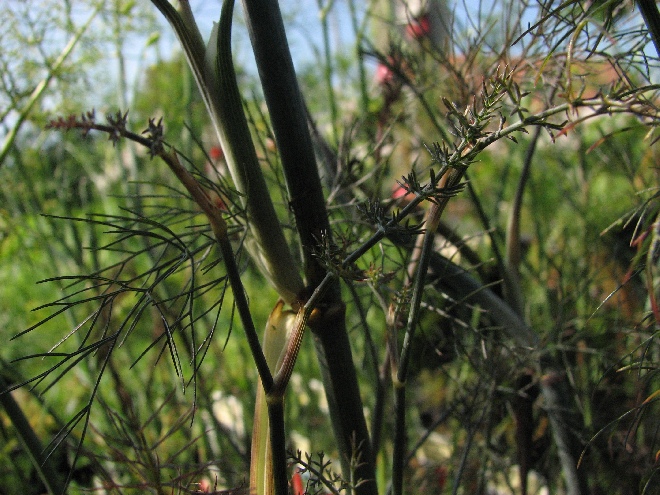 Foeniculum vulgare 'Giant Bronze' Venkel