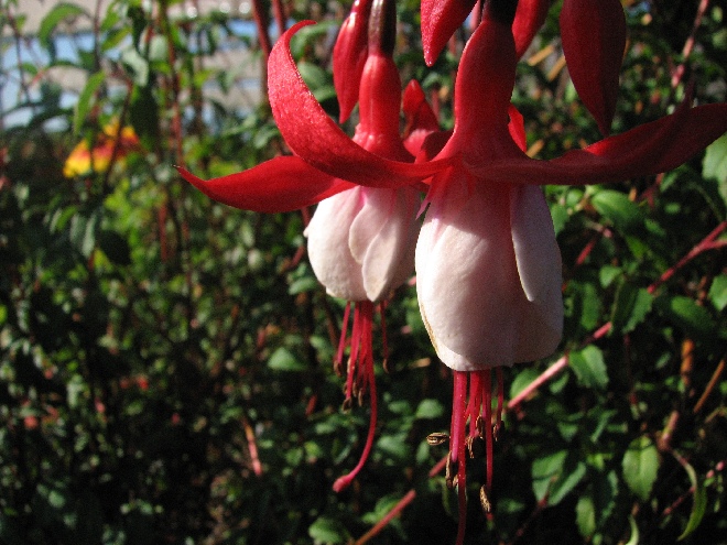 Fuchsia 'Madame Cornelissen' Fuchsia, Bellenplant