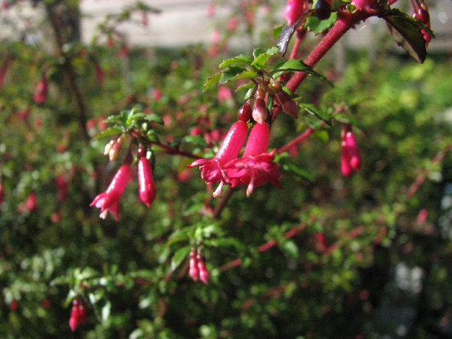 Fuchsia microphylla Fuchsia, Bellenplant
