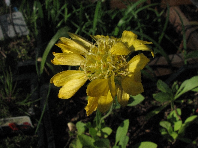 Gaillardia 'Aurea Pura' Gele Kokardebloem