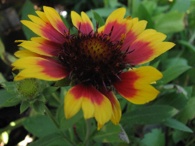 Gaillardia 'Bremen' Kokardebloem