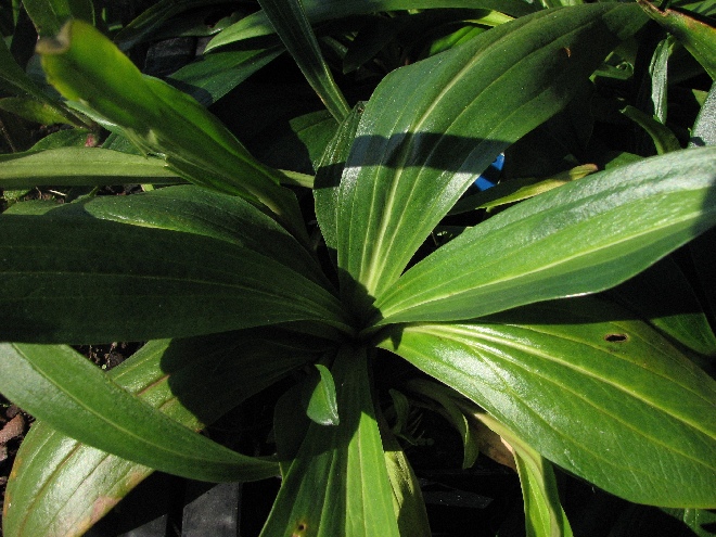 Gentiana dahurica Gentiaan