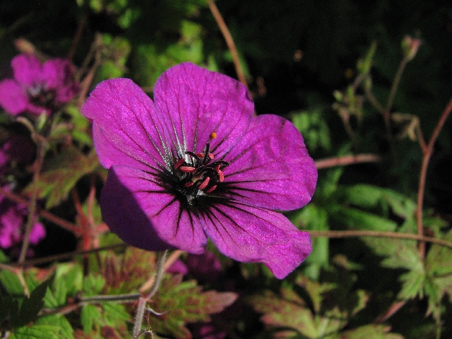 Geranium 'Anne Thomson' Ooievaarsbek