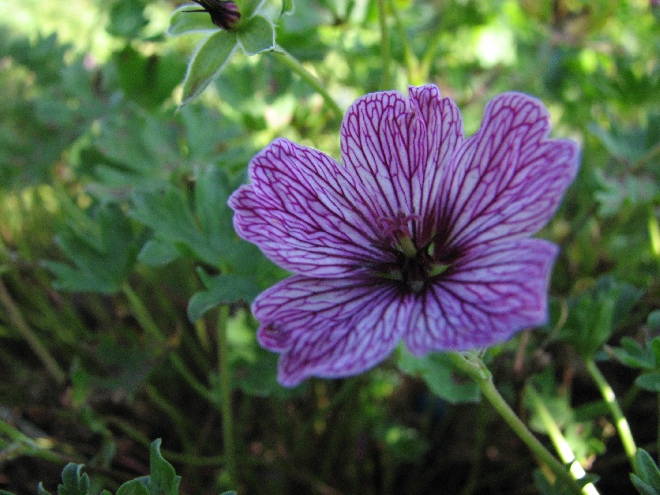 Geranium cinereum 'Laurence Flatman' Ooievaarsbek