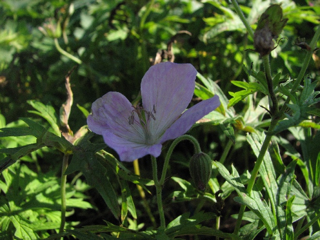 Geranium clarkei 'Kashmir Pink' Ooievaarsbek