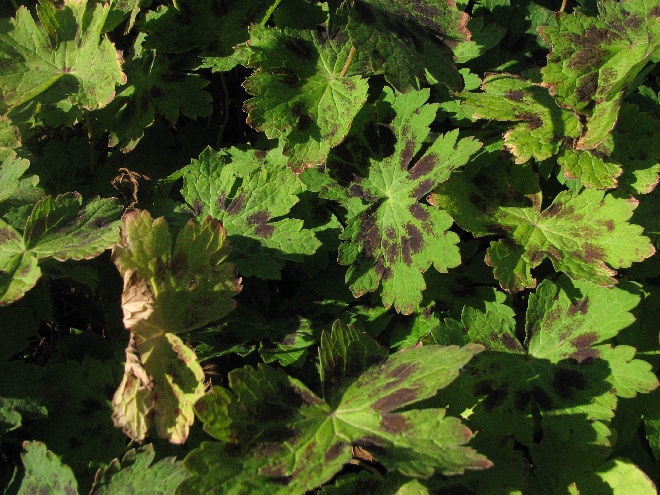 Geranium phaeum 'Samobor' Donkere Ooievaarsbek