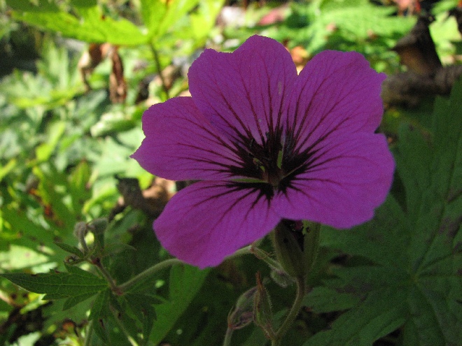 Geranium psilostemon Armeense Ooievaarsbek