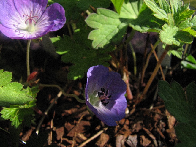 Geranium 'Gerwat' (syn. Geranium 'Rozanne' of 'Jolly Bee') Ooievaarsbek