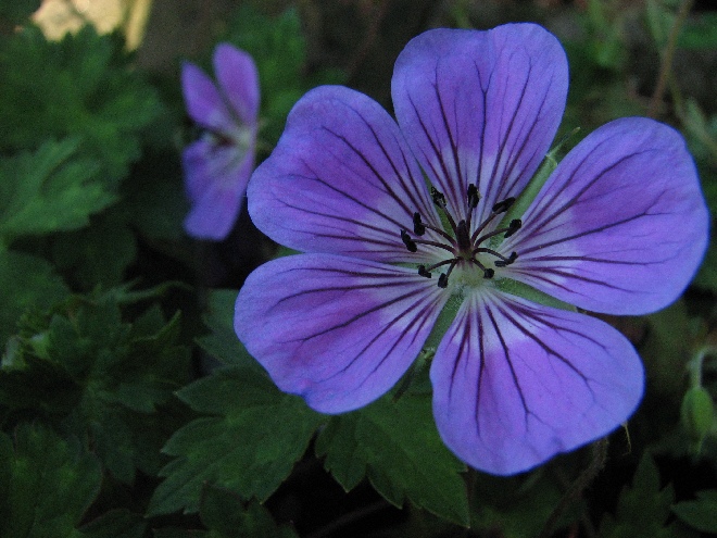 Geranium 'Sweet Heidy' Ooievaarsbek