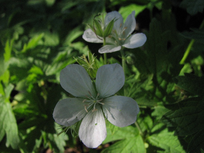 Geranium sylvaticum 'Album' Ooievaarsbek