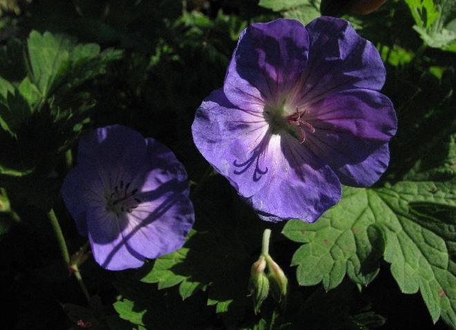 Geranium wallichianum 'Buxton's Variety' Ooievaarsbek