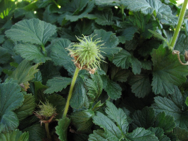 Geum rivale 'Album' Knikkend Nagelkruid