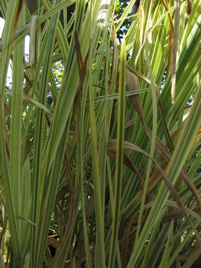 Glyceria maxima 'Variegata' Vlotgras