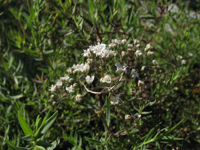 Gypsophila paniculata Gipskruid