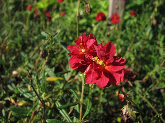 Helianthemum 'Amabile Plenum' Zonneroosje