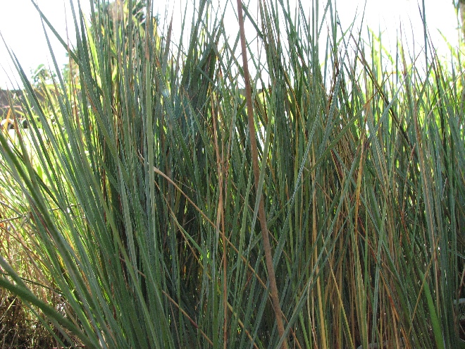 Helictotrichon sempervirens Sierhaver, Veldhaver