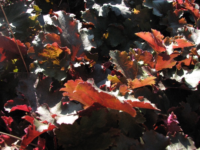 Heuchera 'Chocolate Ruffles' Purperklokje