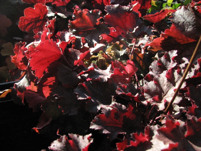 Heuchera 'Can Can' Purperklokje