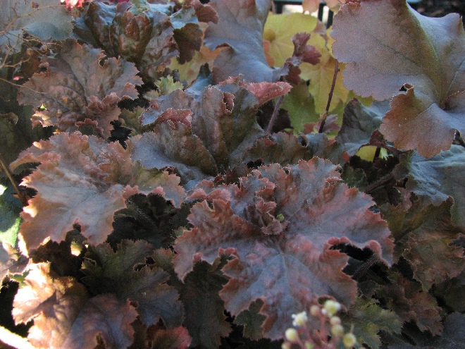 Heuchera 'Cappuccino' Purperklokje