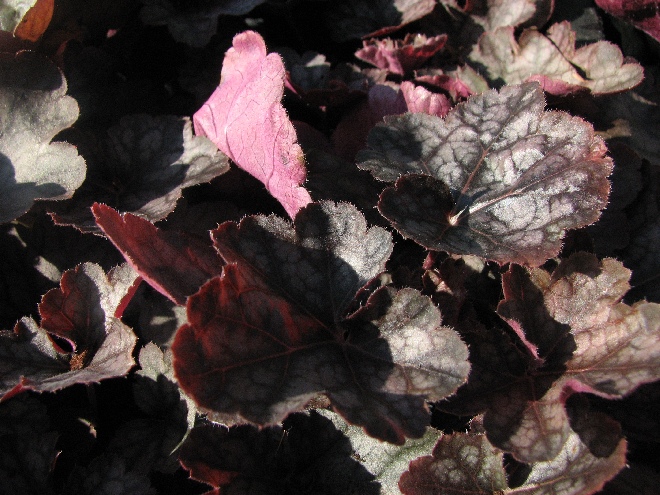 Heuchera 'Regina' Purperklokje