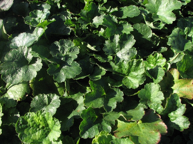 Heuchera sanguinea 'Leuchtkäfer' Purperklokje