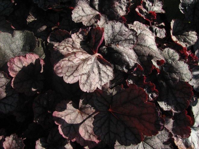 Heuchera 'Silver Gumdrop'  Purperklokje
